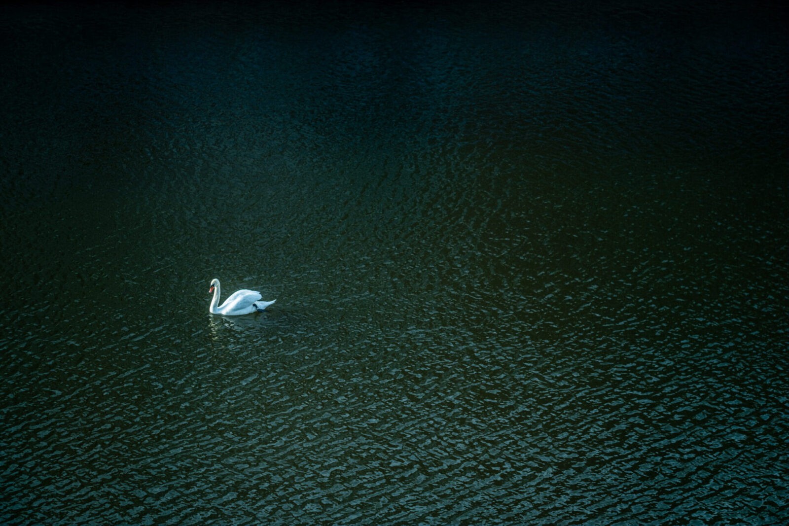 swan
